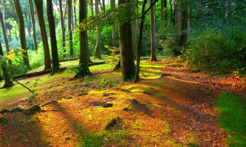 Imstenraderbos herfst
