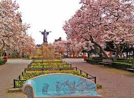 Bloesem op het Tempsplein